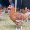 Ethio Chicken Kebe Dorowo 80 Qan Yemolachew | SearchEthio